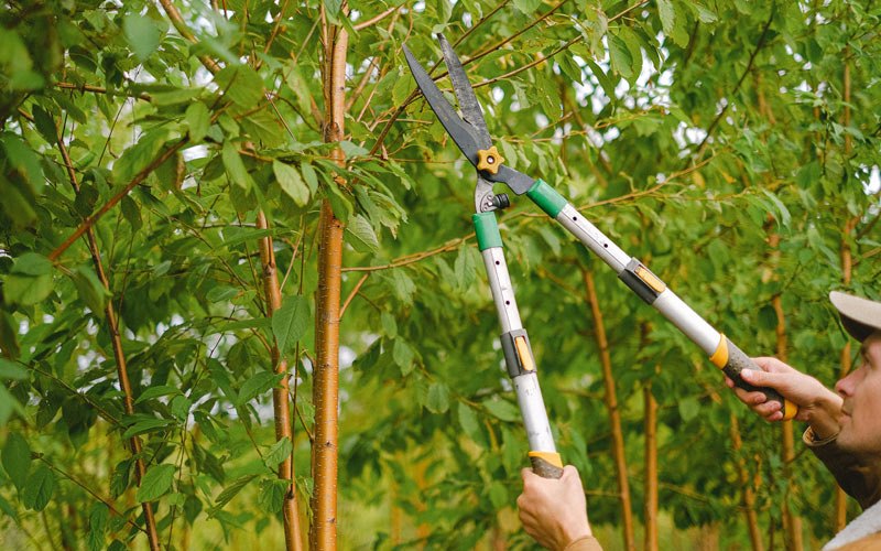 Tree trimming in Hoodsport, WA