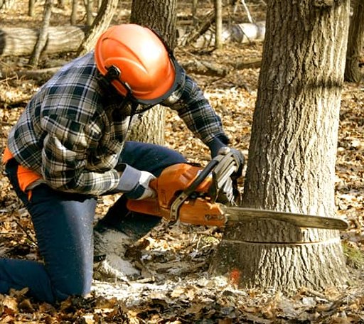 Tree Removal in Hoodsport, WA
